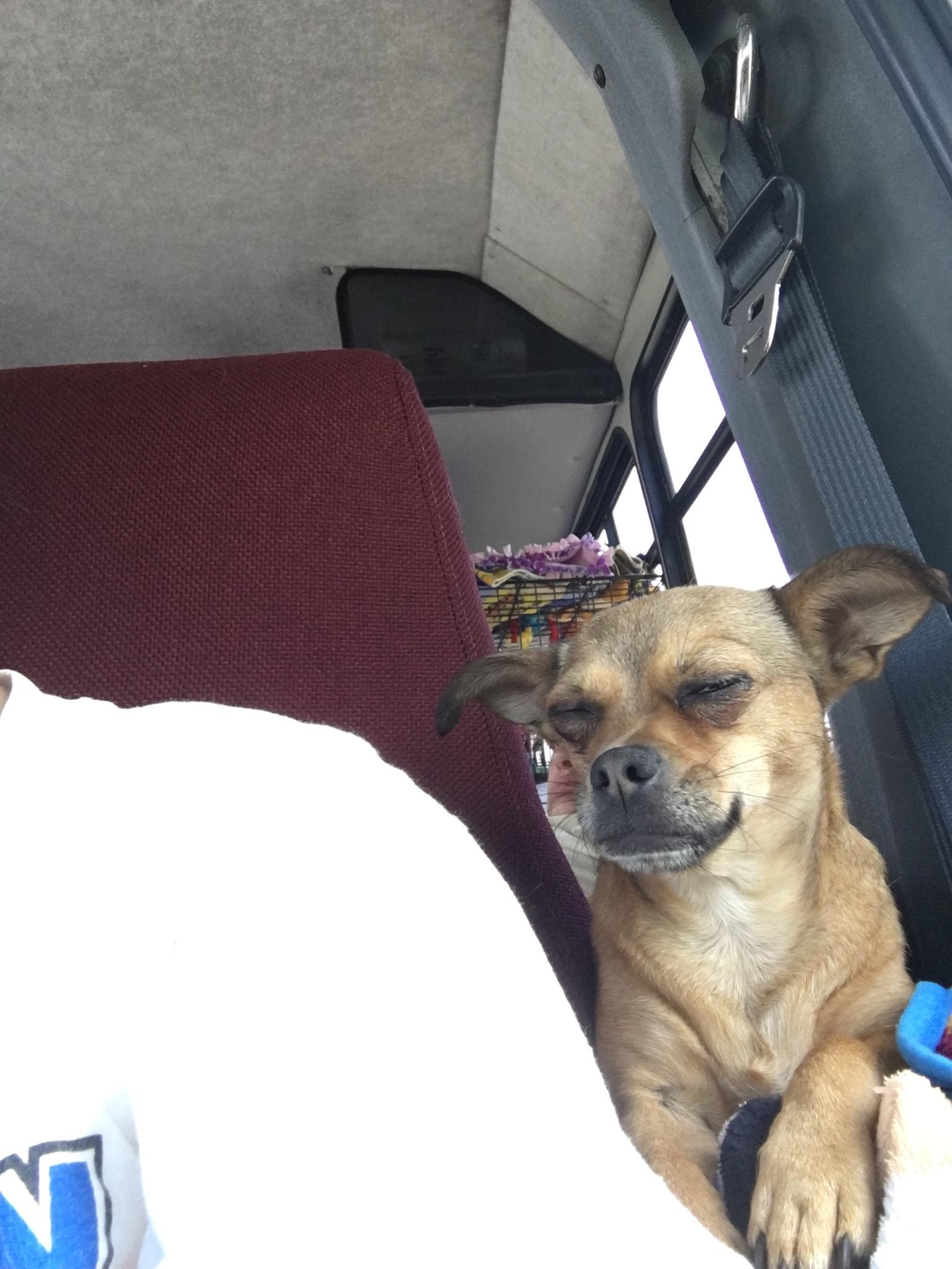 Zelma, an adoptable Chihuahua in Monticello, GA, 31064 | Photo Image 3