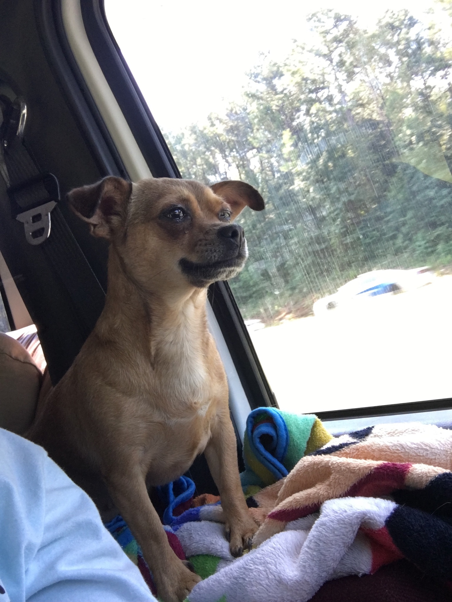 Zelma, an adoptable Chihuahua in Monticello, GA, 31064 | Photo Image 4