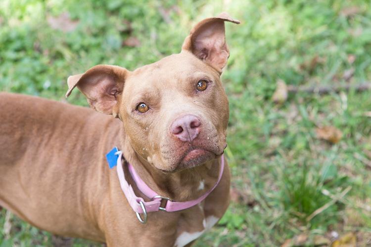 Julia Rossolini, an adoptable Mixed Breed in Houston, TX, 77008 | Photo Image 2
