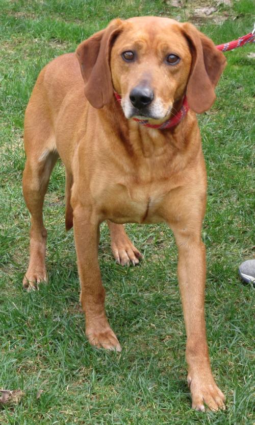 Flint, an adoptable Redbone Coonhound Mix in Elkins, WV_image-1