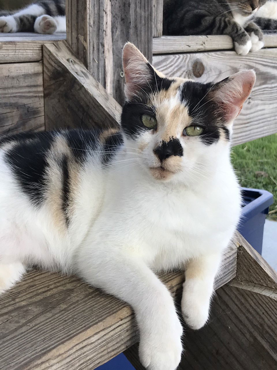 Cheyene, an adoptable Domestic Short Hair in Sistersville, WV, 26175 | Photo Image 1