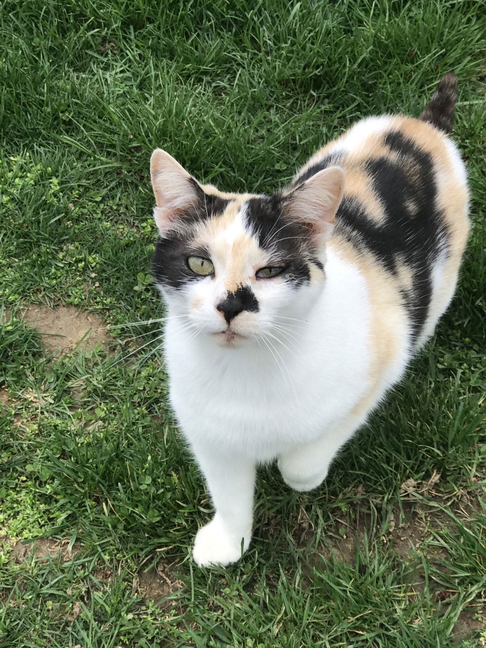 Cheyene, an adoptable Domestic Short Hair in Sistersville, WV, 26175 | Photo Image 2