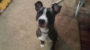 Caia - Loves people, pups and kitties too!