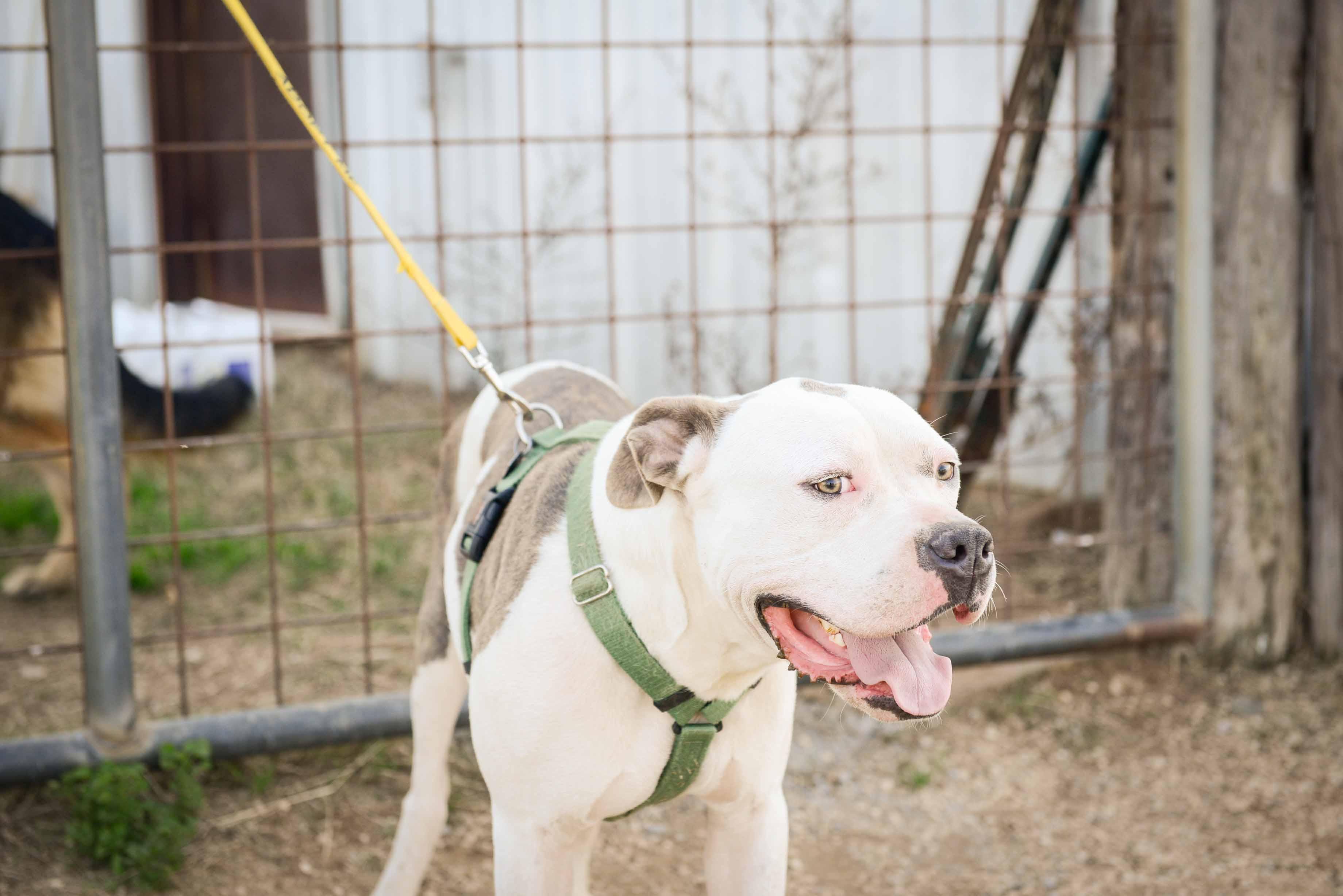 Beto, an adoptable American Staffordshire Terrier in Bigfoot, TX, 78005 | Photo Image 1