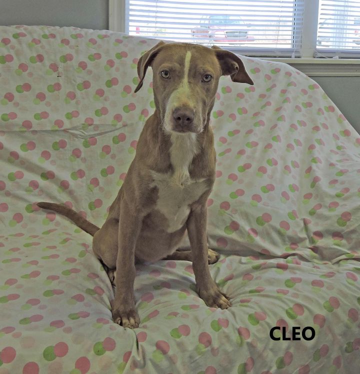 Cleo 2