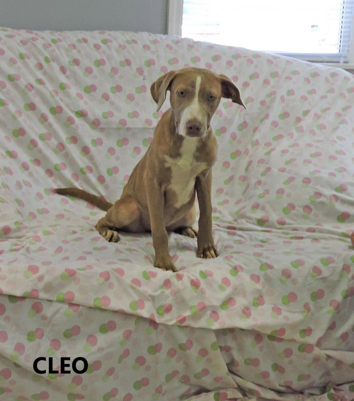 Cleo 3