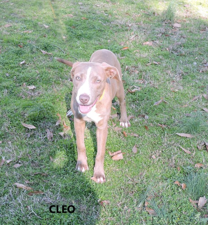 Cleo 1
