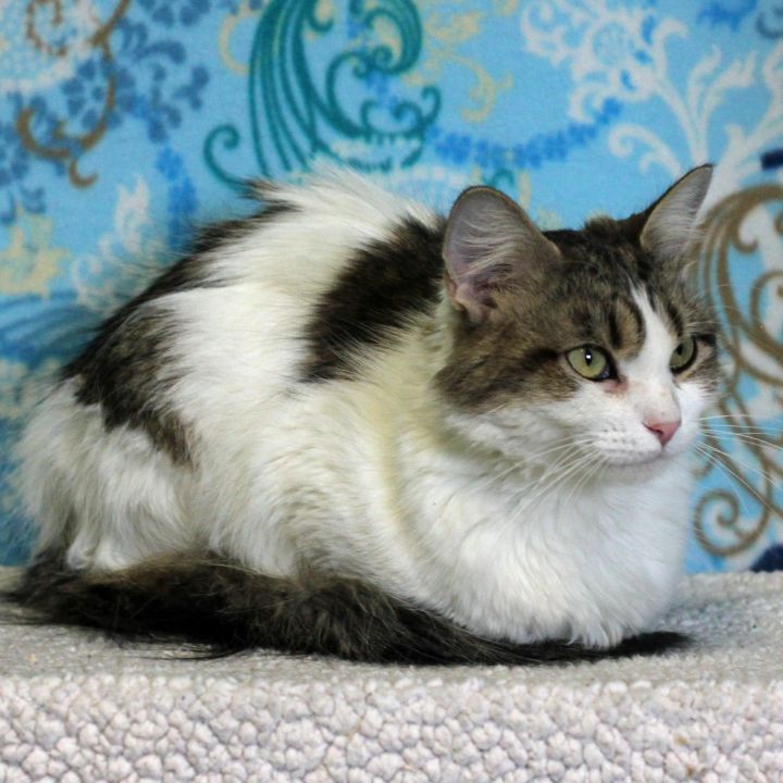 Paisley  ( lap cat ) 2