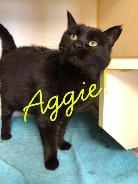 Aggie - adoption fee waived! 1