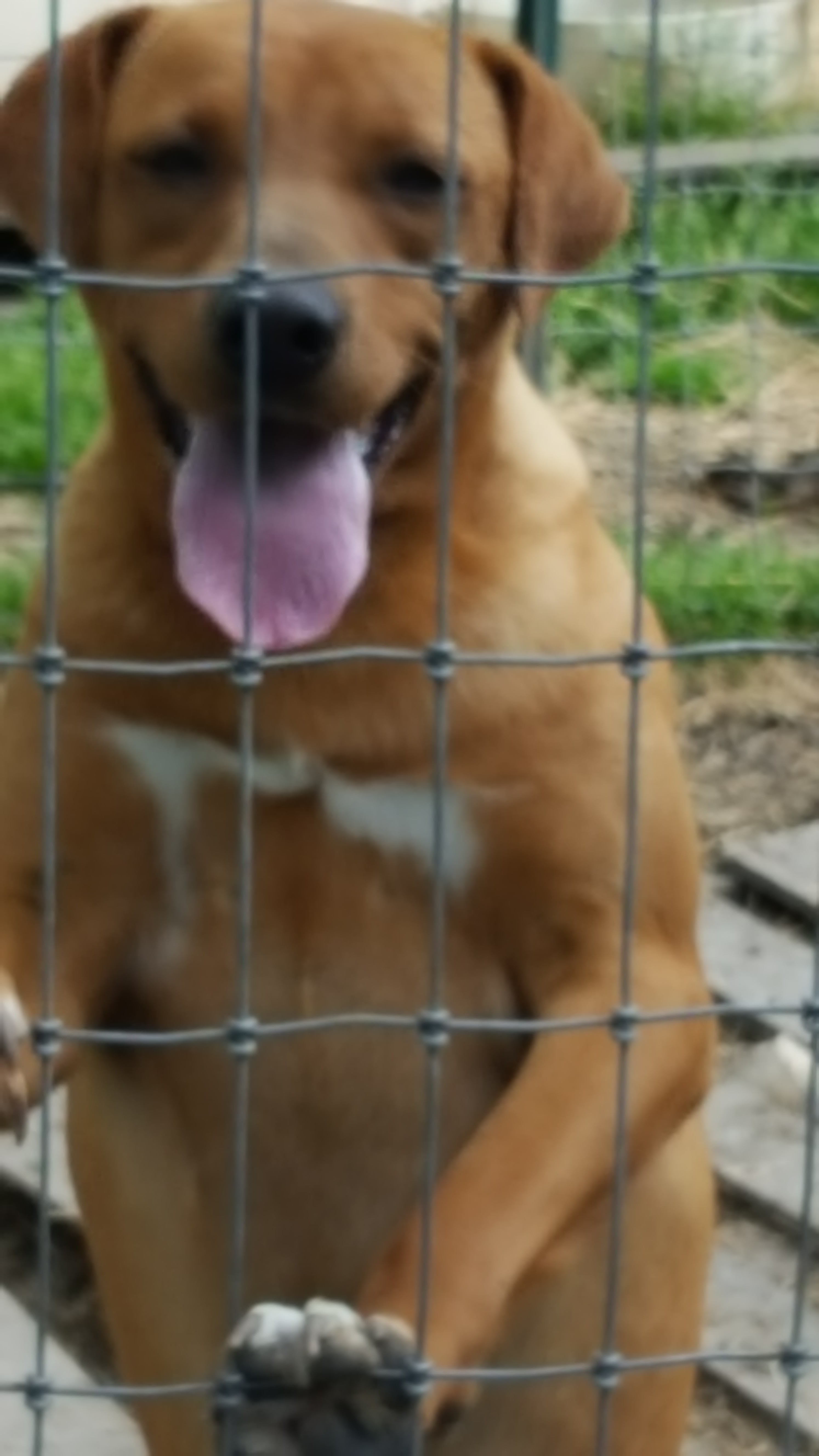 Abby (Lab/Cur mix- survived parvo as puppy, age 9), an adoptable Labrador Retriever, Hound in Kaufman, TX, 75142 | Photo Image 1