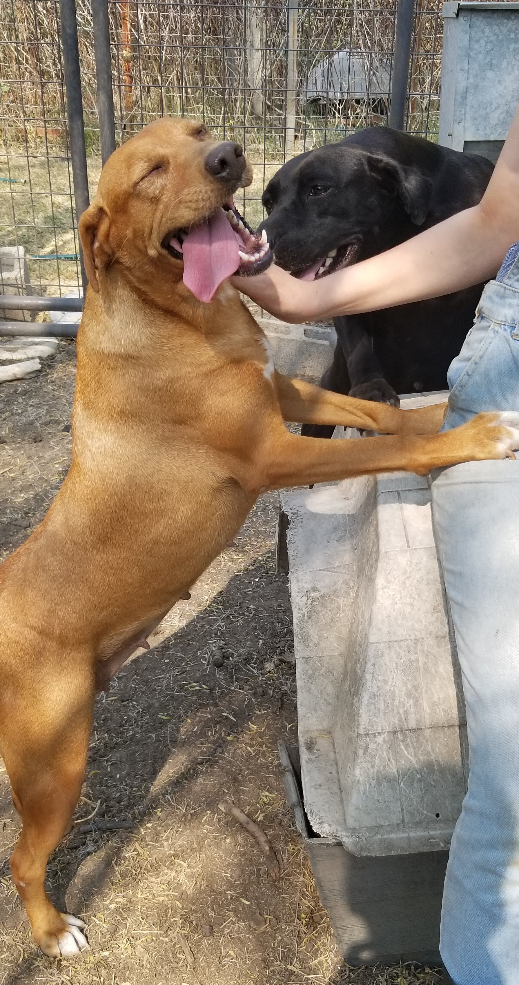 Abby, an adoptable Labrador Retriever, Hound in Kaufman, TX, 75142 | Photo Image 3