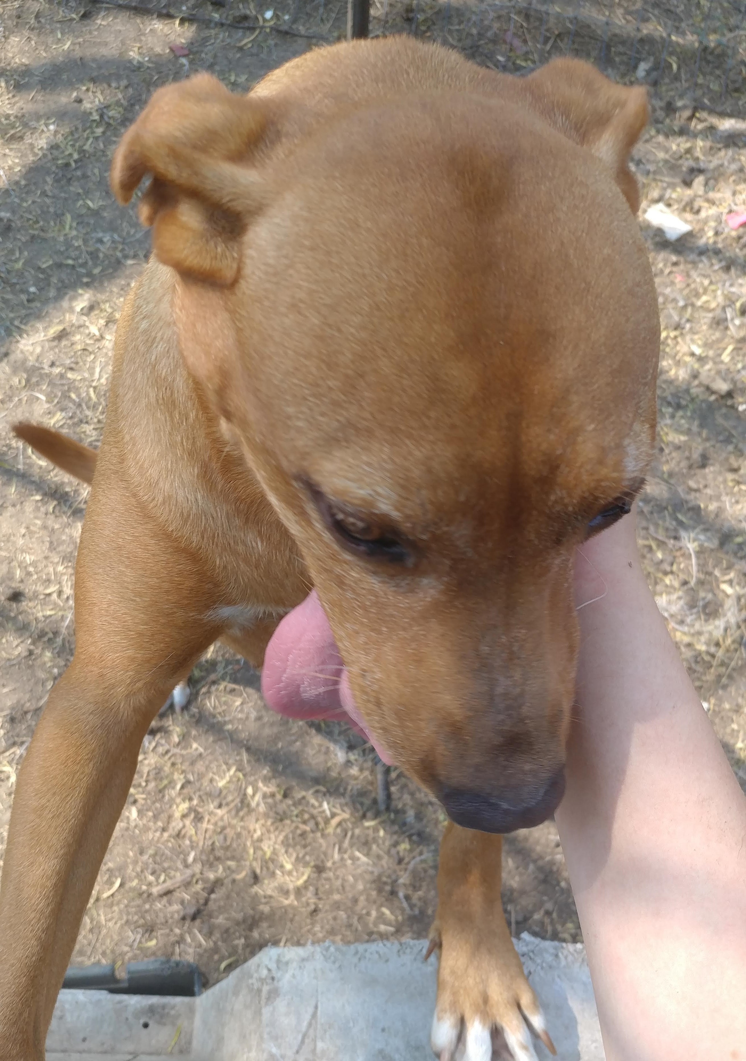 Abby (Lab/Cur mix- survived parvo as puppy, age 9), an adoptable Labrador Retriever, Hound in Kaufman, TX, 75142 | Photo Image 4