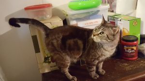 Crystal Kitty , Senior Female unknown