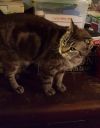 Crystal Kitty  photo 2