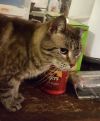 Crystal Kitty  photo 3