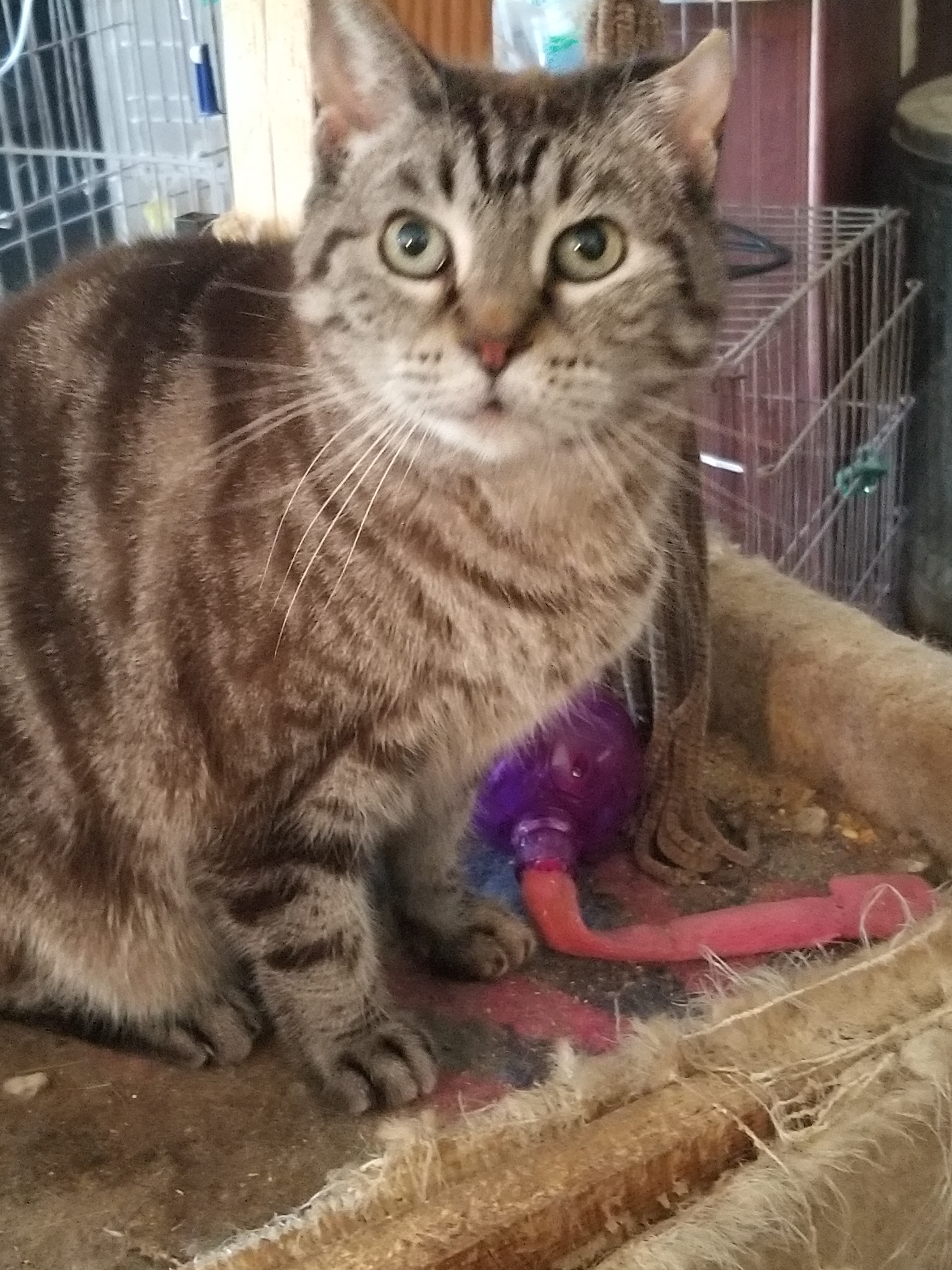 Crystal Kitty , an adoptable American Shorthair in Kaufman, TX, 75142 | Photo Image 4