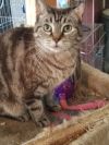 Crystal Kitty  photo 4