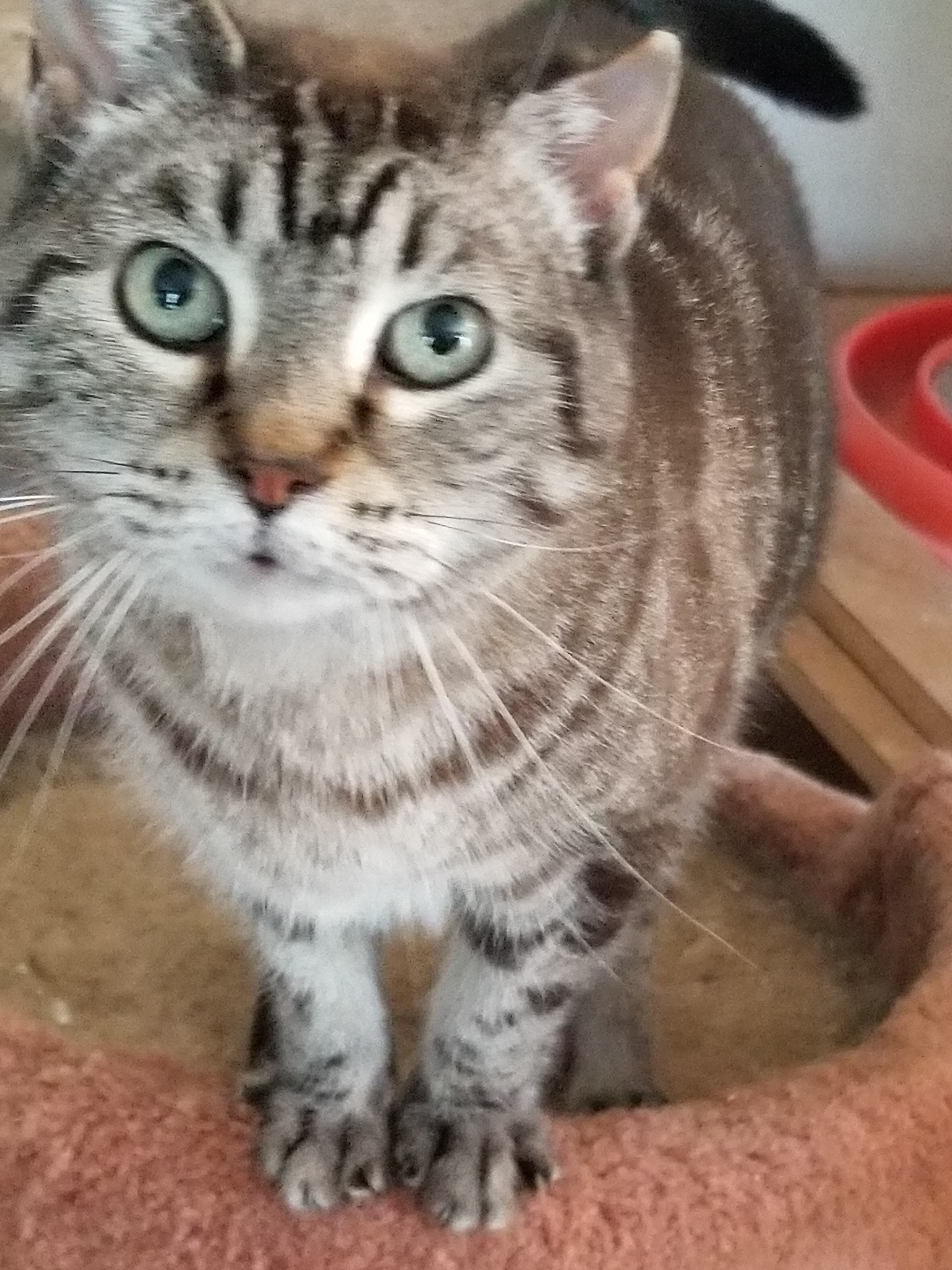 Crystal Kitty , an adoptable American Shorthair in Kaufman, TX, 75142 | Photo Image 5