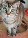 Crystal Kitty  photo 5