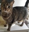 Princess Kitty  photo 1