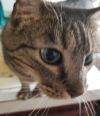 Princess Kitty  photo 2