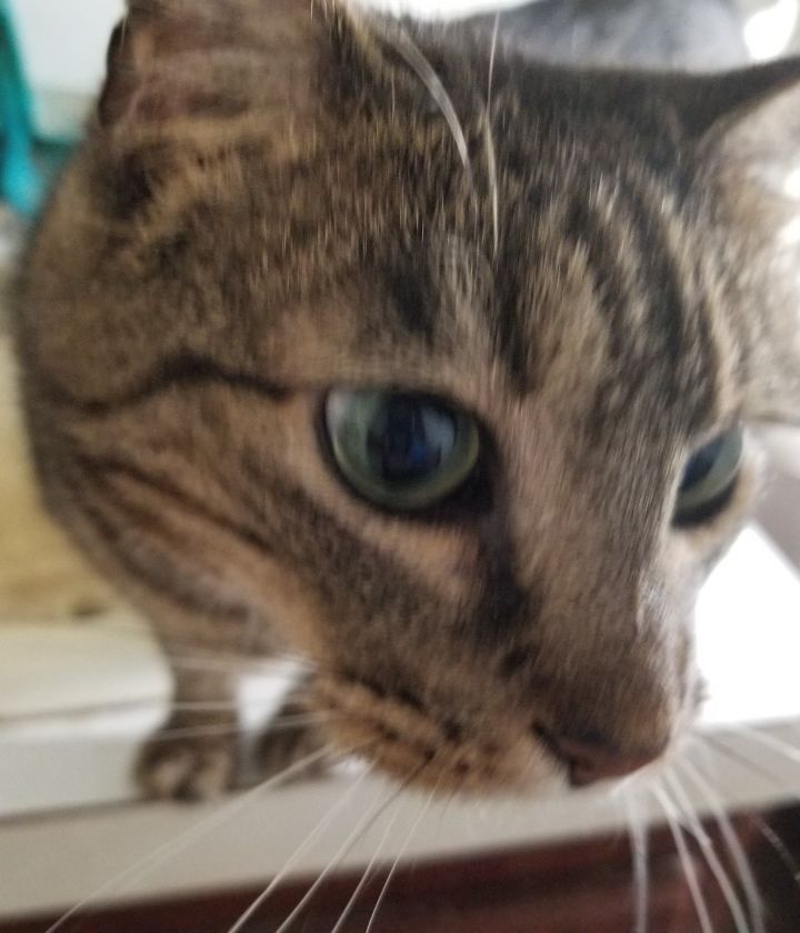 Princess Kitty  2