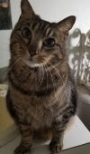 Princess Kitty  photo 3
