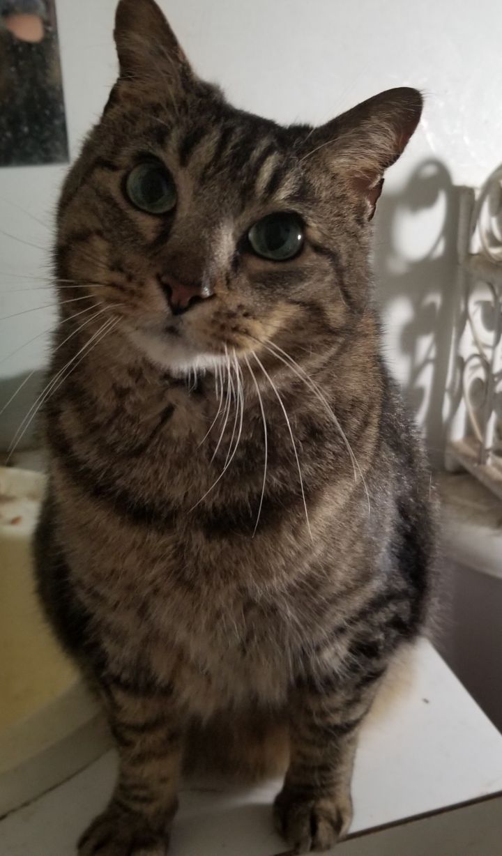 Princess Kitty  3