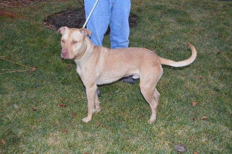 Norris, an adoptable Labrador Retriever, Pit Bull Terrier in Lake Station, IN, 46405 | Photo Image 2