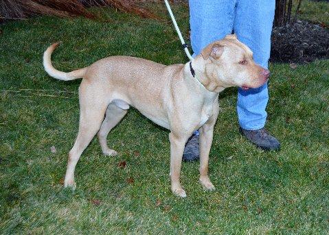 Norris, an adoptable Labrador Retriever, Pit Bull Terrier in Lake Station, IN, 46405 | Photo Image 3