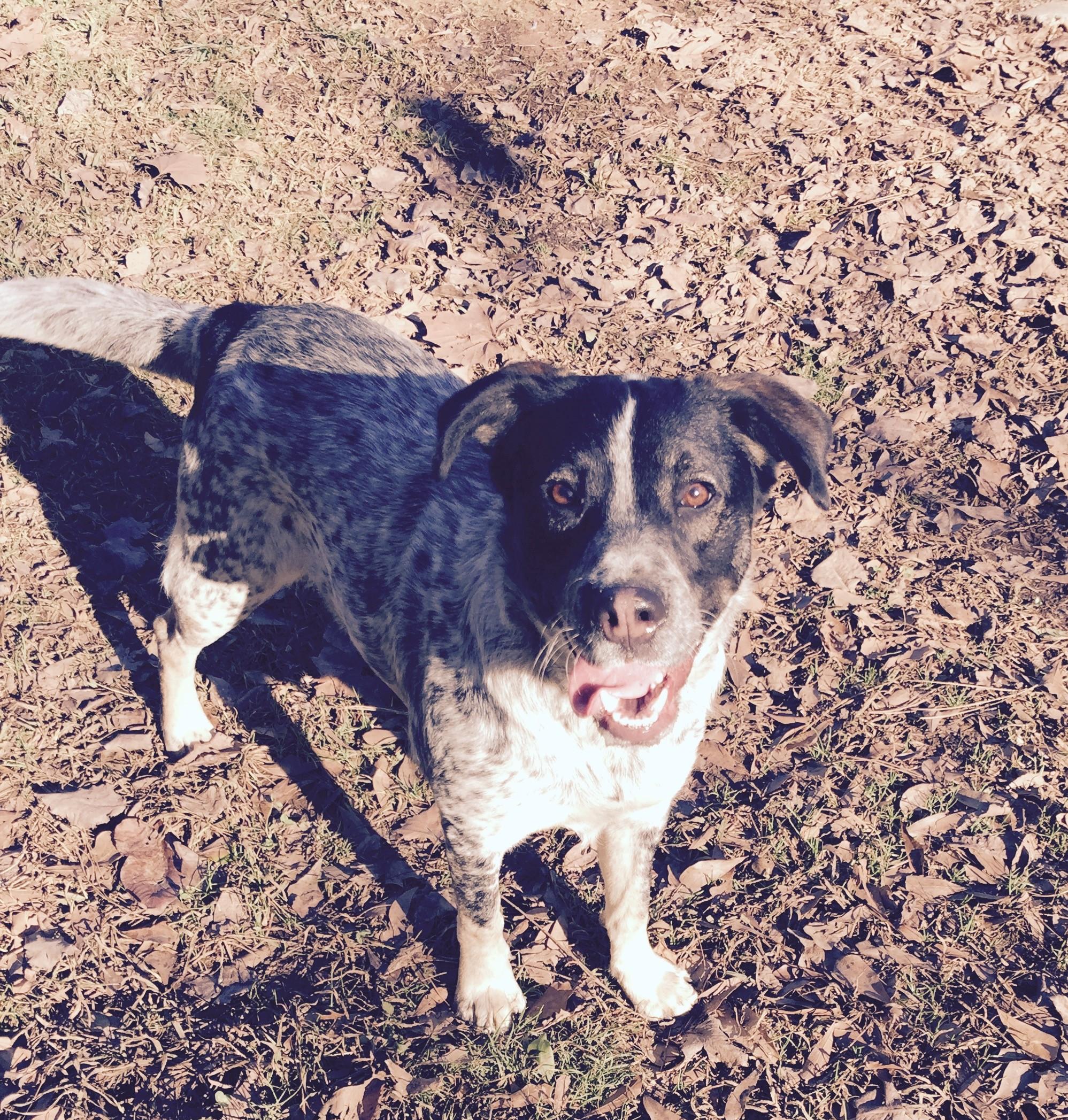 Sassy, an adoptable Australian Cattle Dog / Blue Heeler, Pointer in Cleveland, AL, 35049 | Photo Image 1