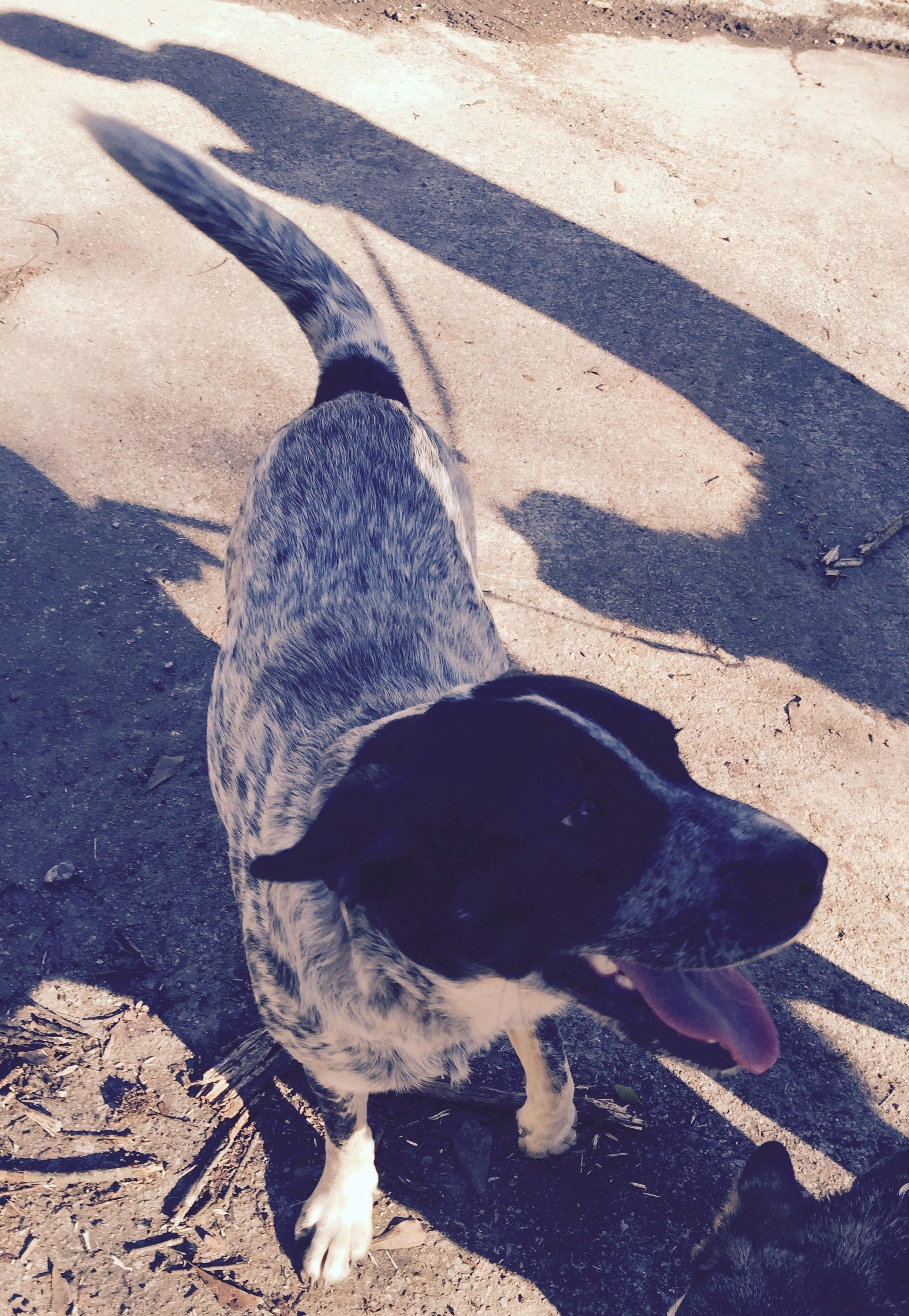 Sassy, an adoptable Australian Cattle Dog / Blue Heeler, Pointer in Cleveland, AL, 35049 | Photo Image 2