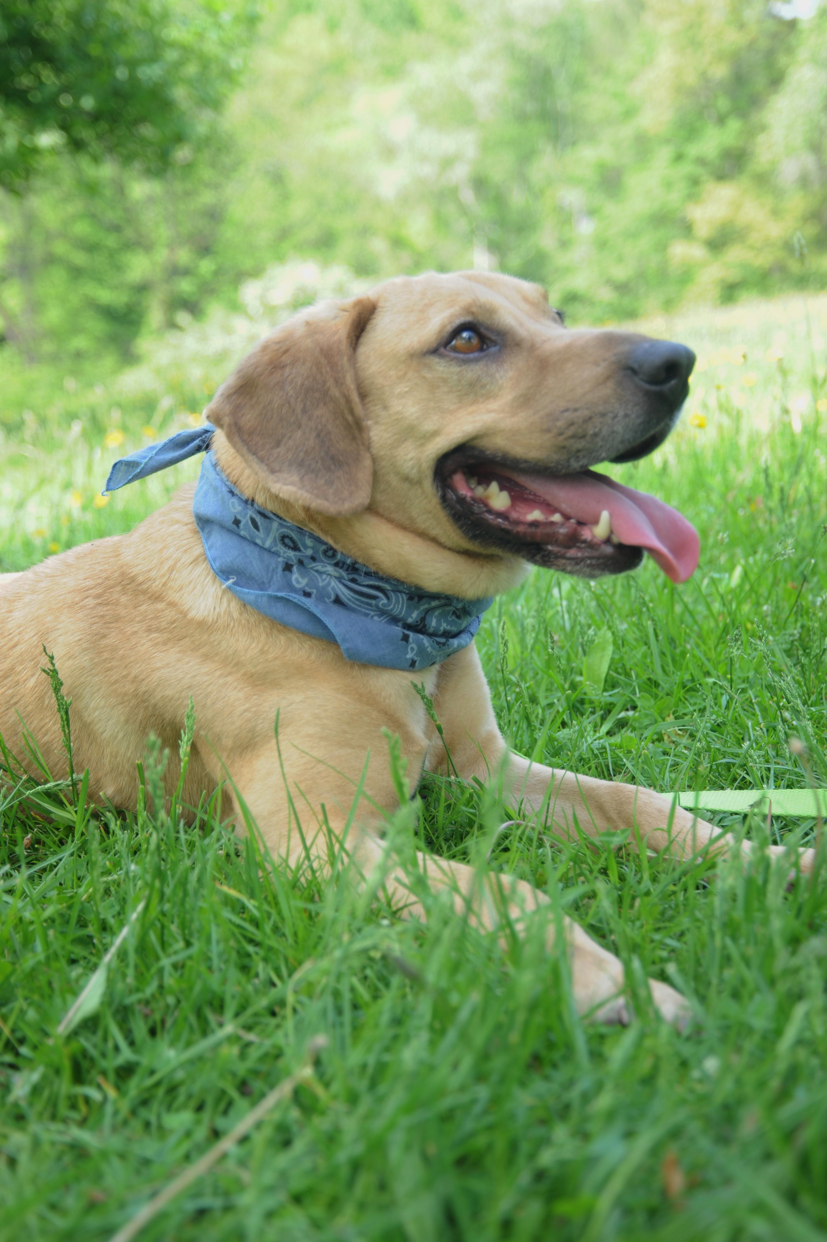 Oakley - Fetch-a-holic with a protective nature and major work ethic!, an adoptable Yellow Labrador Retriever, Hound in Ossining, NY, 10562 | Photo Image 2