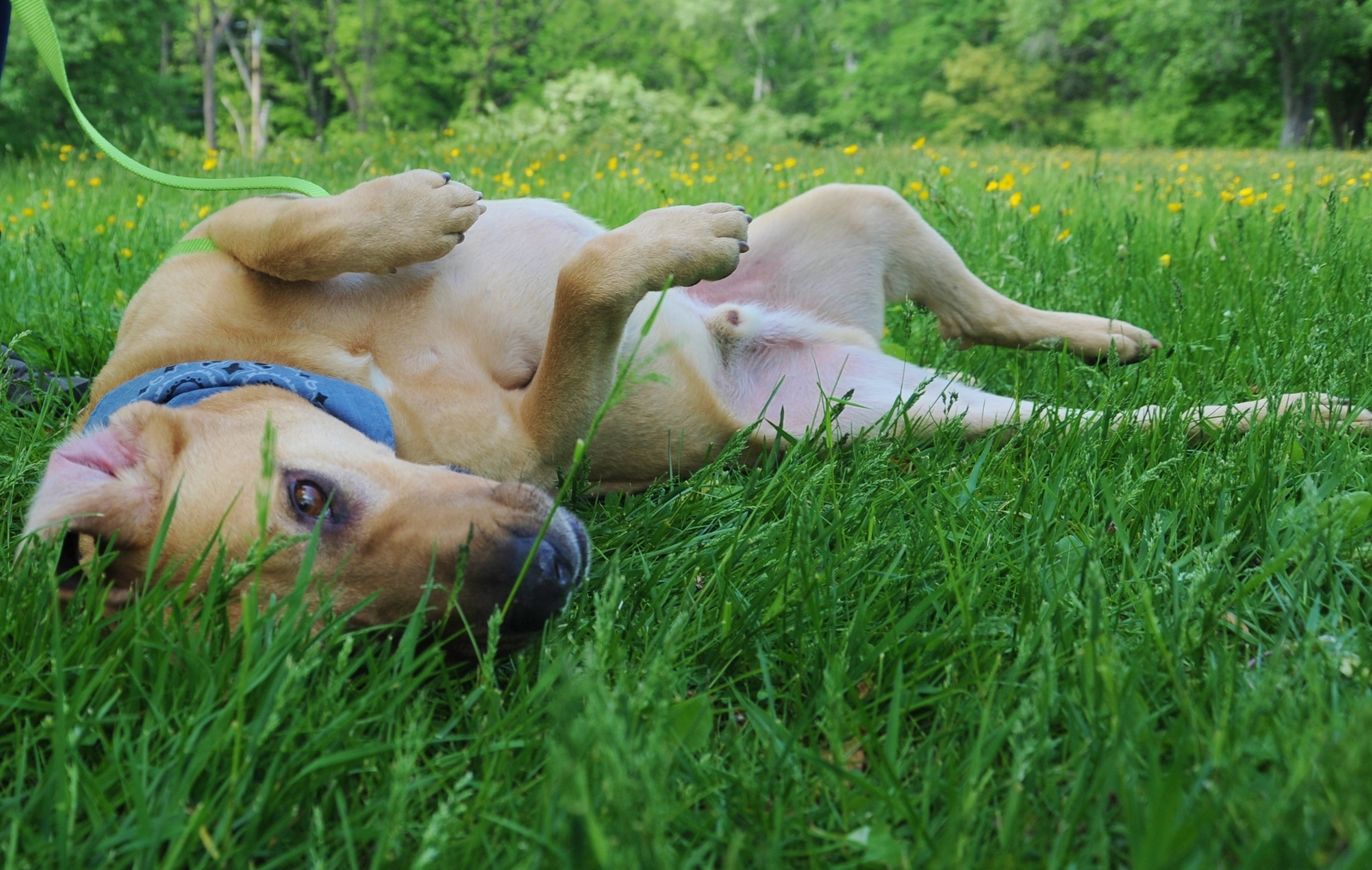 Oakley - Fetch-a-holic with a protective nature and major work ethic!, an adoptable Yellow Labrador Retriever, Hound in Ossining, NY, 10562 | Photo Image 3