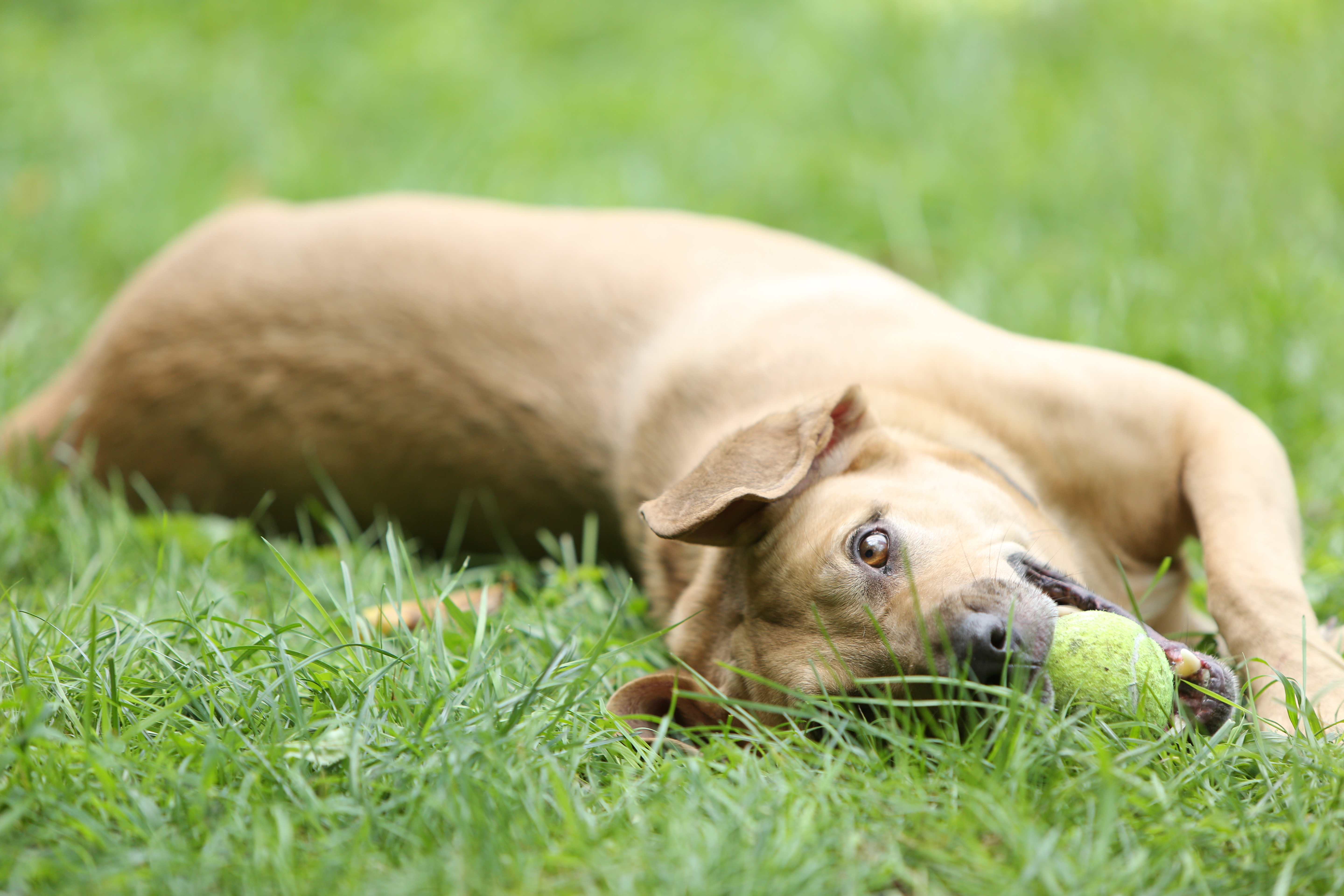 Oakley - Fetch-a-holic with a protective nature and major work ethic!, an adoptable Yellow Labrador Retriever, Hound in Ossining, NY, 10562 | Photo Image 4