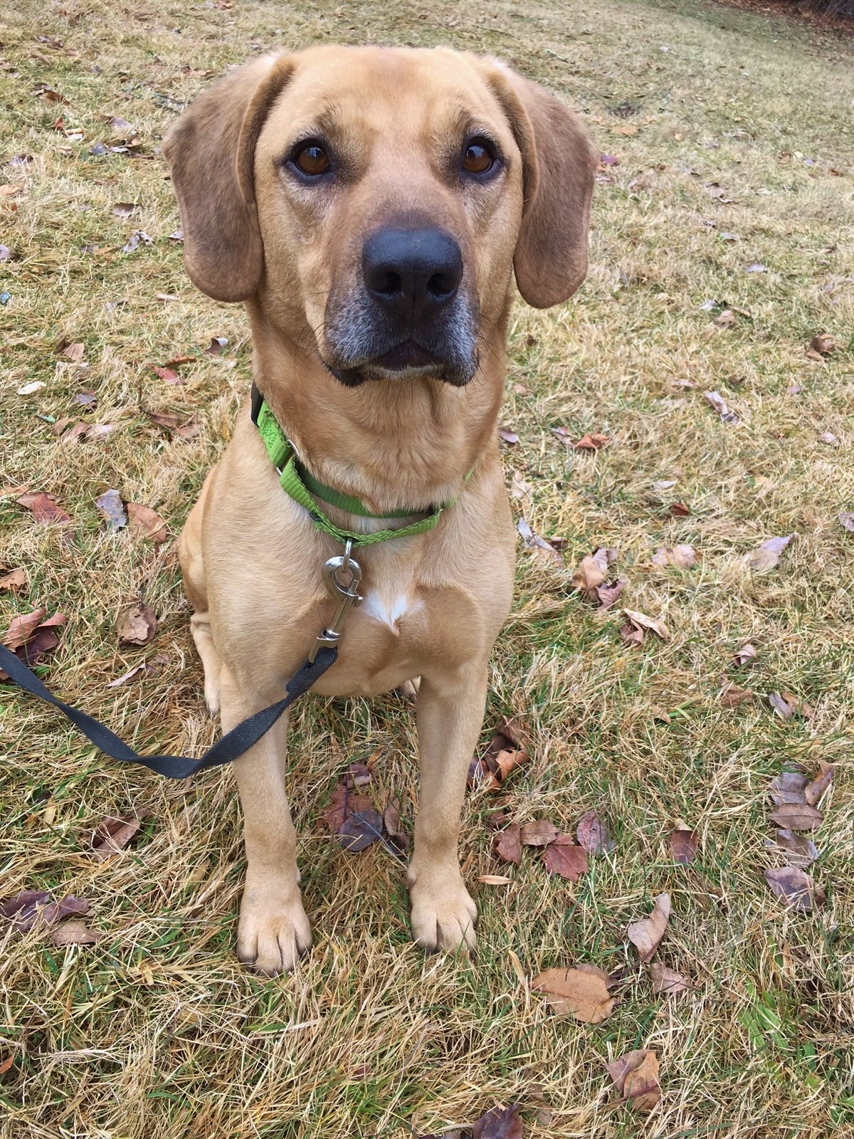 Oakley - Fetch-a-holic with a protective nature and major work ethic!, an adoptable Yellow Labrador Retriever, Hound in Ossining, NY, 10562 | Photo Image 5