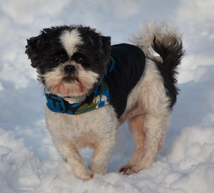 Teddy, an adopted Shih Tzu in Beaverton, OR_image-1