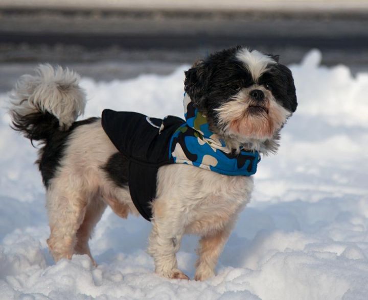 Teddy, an adopted Shih Tzu in Beaverton, OR_image-3