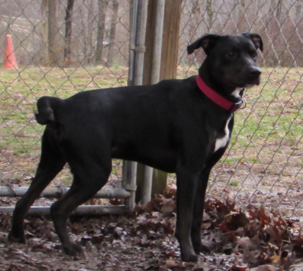Roo, an adoptable Labrador Retriever in Jackson, MO, 63755 | Photo Image 1
