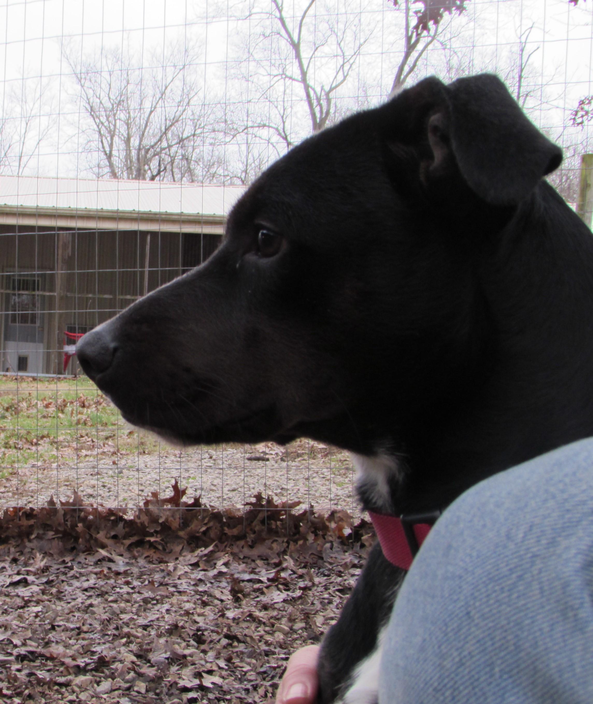 Roo, an adoptable Labrador Retriever in Jackson, MO, 63755 | Photo Image 2