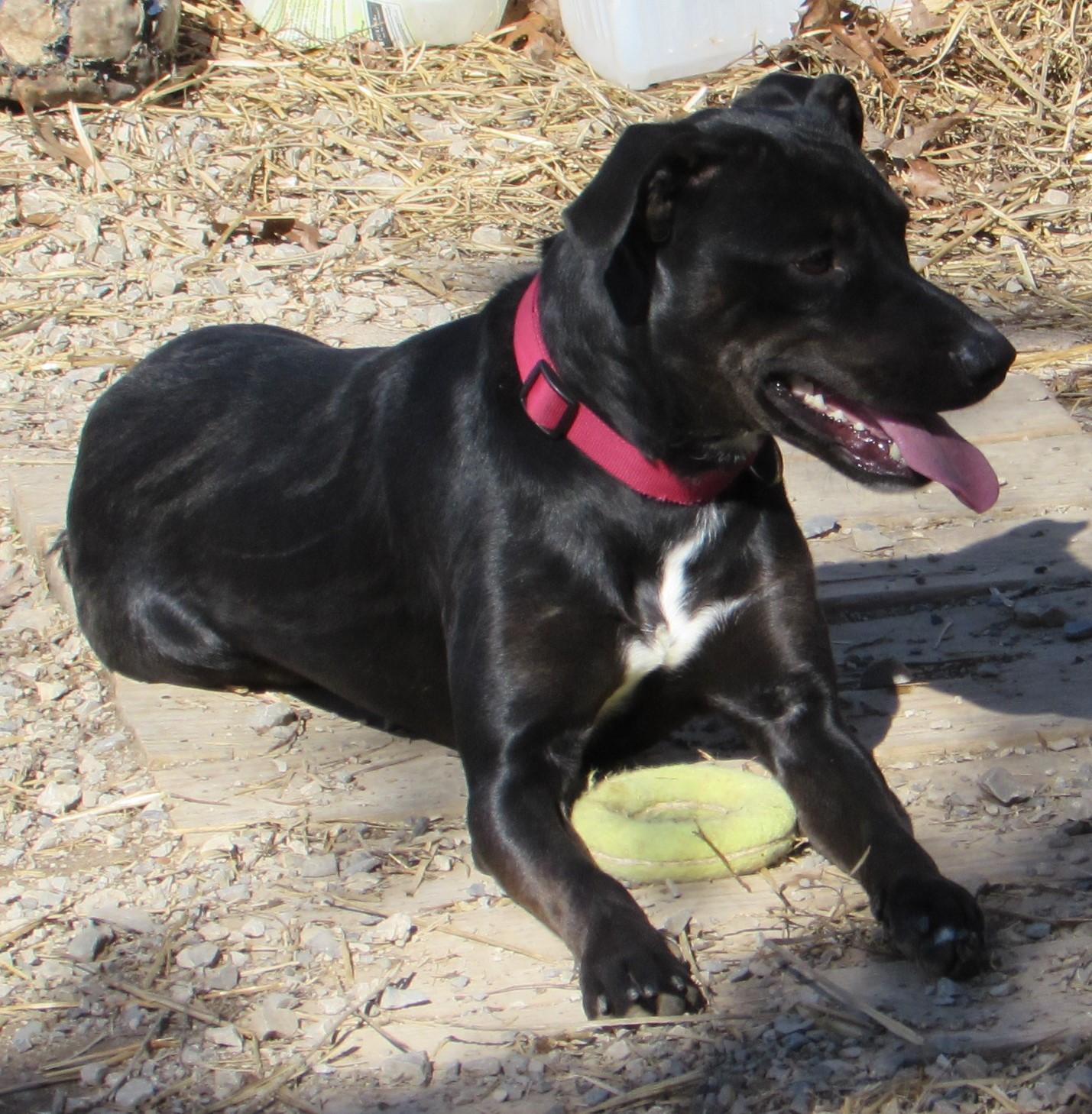 Roo, an adoptable Labrador Retriever in Jackson, MO, 63755 | Photo Image 3