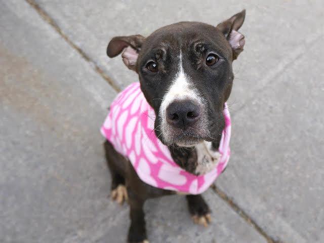 Diana, an adoptable Terrier in Glen Cove, NY, 11542 | Photo Image 2