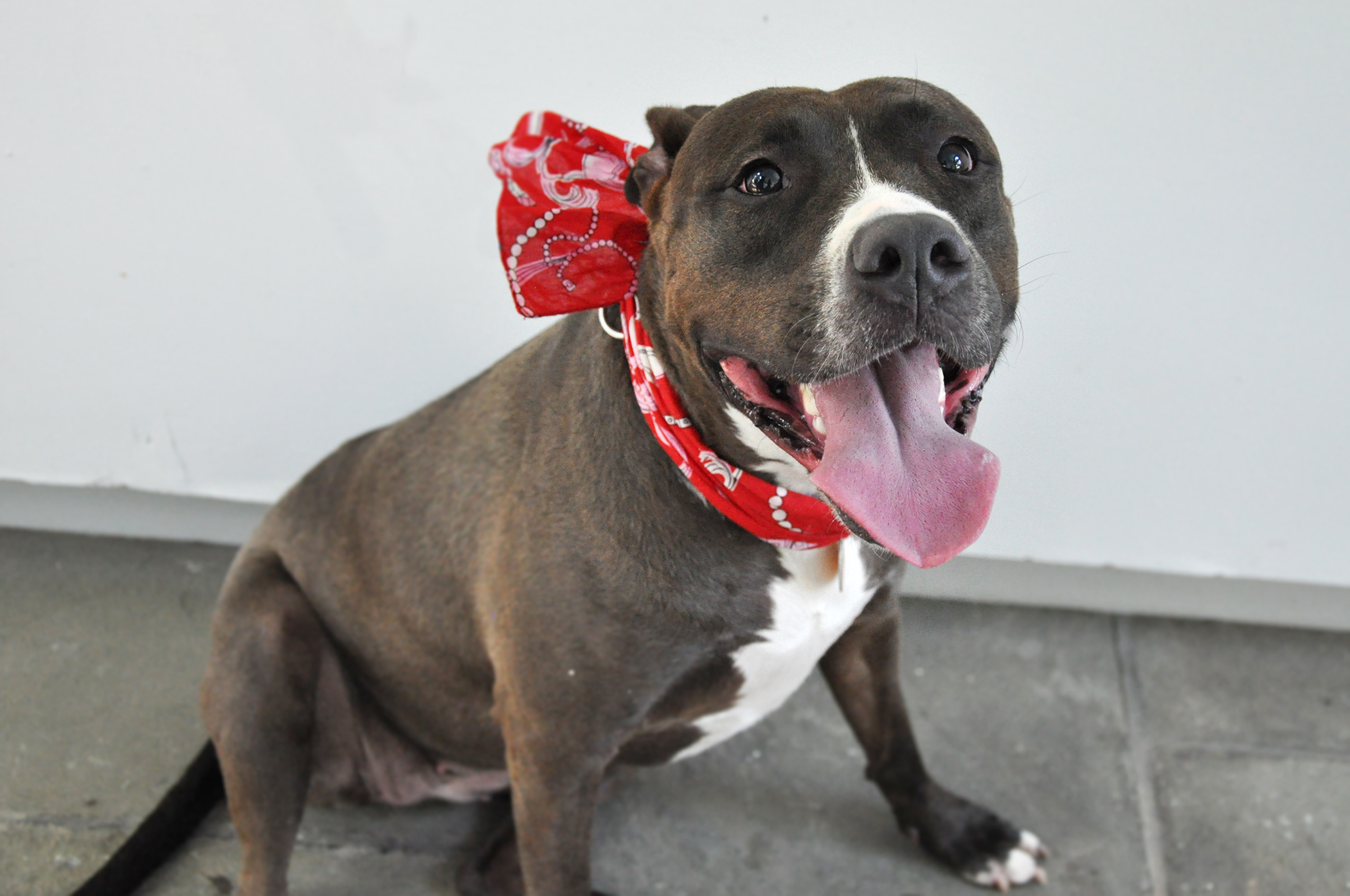 Diana, an adoptable Terrier in Glen Cove, NY, 11542 | Photo Image 4