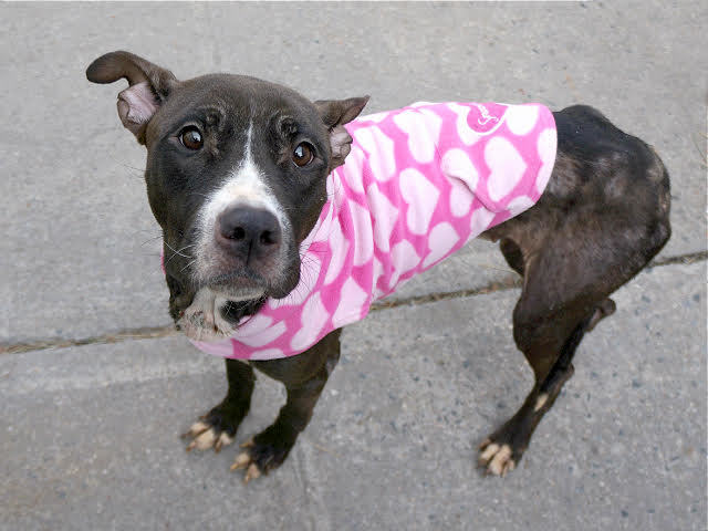 Diana, an adoptable Terrier in Glen Cove, NY, 11542 | Photo Image 5