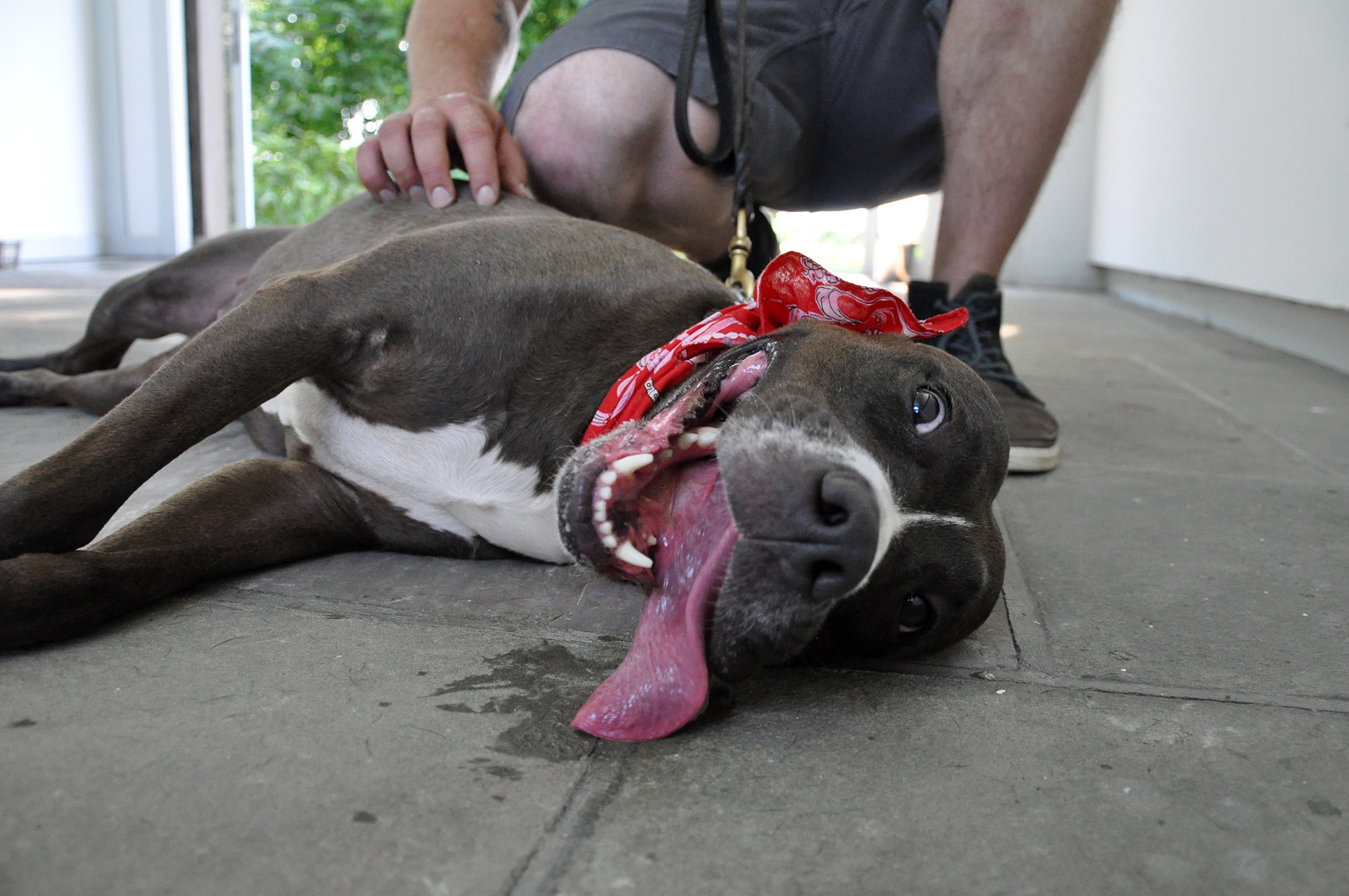 Diana, an adoptable Terrier in Glen Cove, NY, 11542 | Photo Image 6