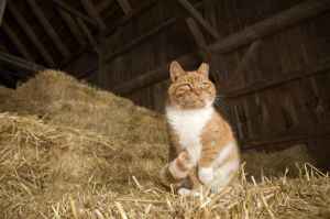 **Barn Cats**, Adult Male unknown