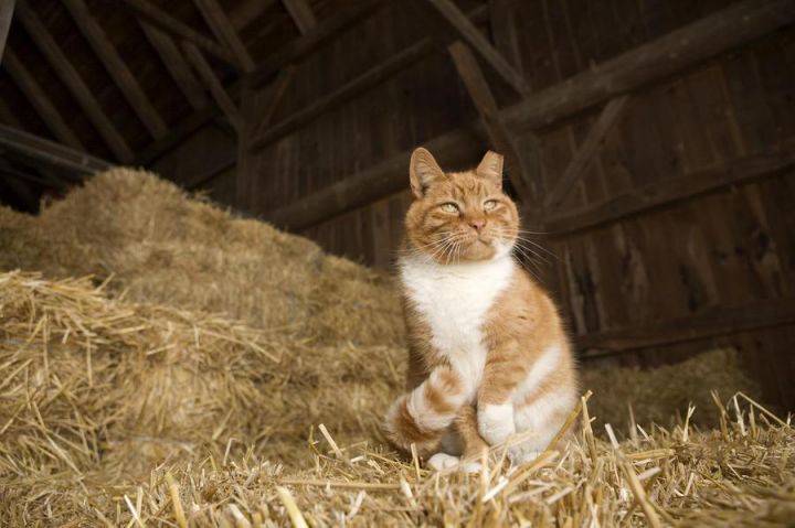 **Barn Cats** 1