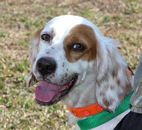 Doll, an adopted English Setter in Reston, VA_image-1