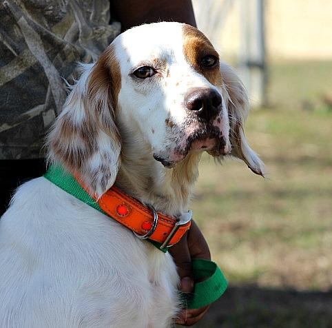 Doll, an adopted English Setter in Reston, VA_image-3