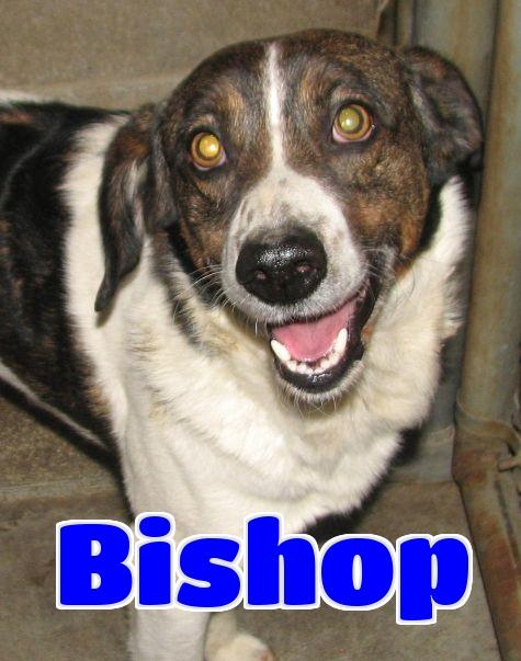 #5 Bishop-VIDEO!